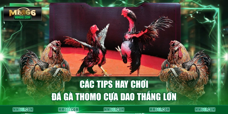 Các tips hay chơi đá gà Thomo cựa dao thắng lớn