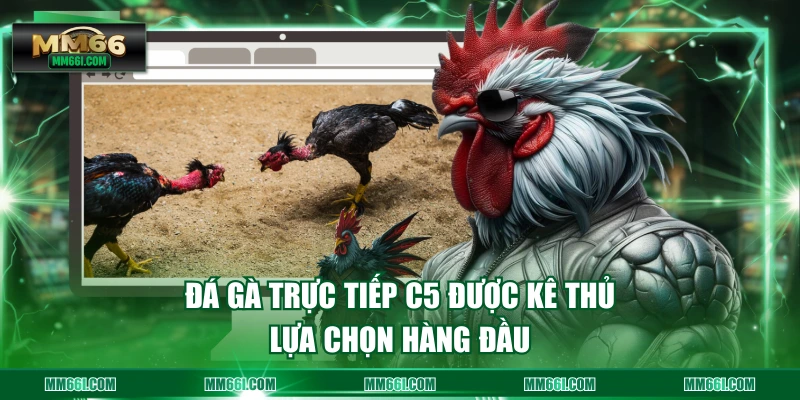 Đá gà trực tiếp C5 được kê thủ lựa chọn hàng đầu